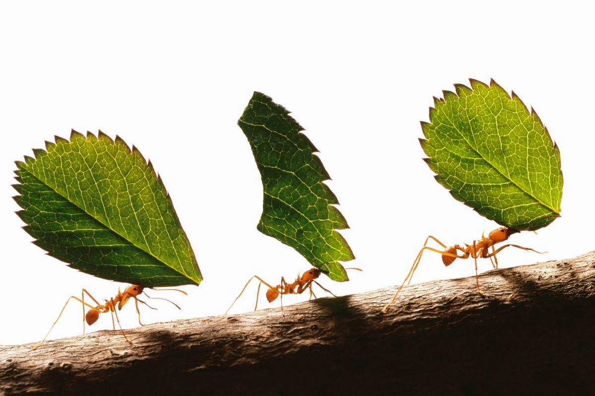 What do ants smell like? Science has several (very strange) answers