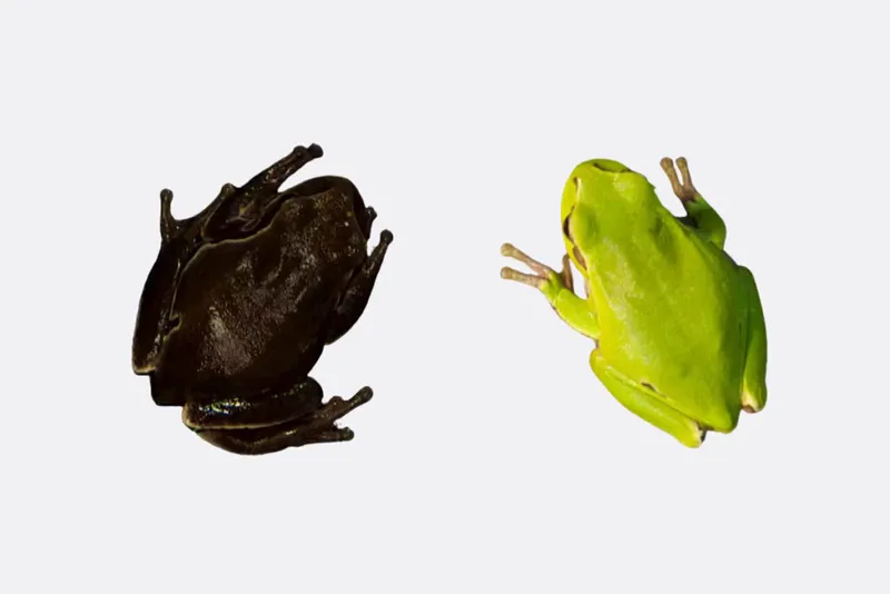 Two frogs on a white background; the one on the left is black while the one on the right is bright green.