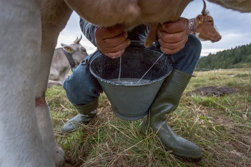 A person milking a cow with their hands.