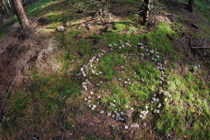 A top down view of a forest floor with a ring of white mushrooms in the centre-right of the frame.