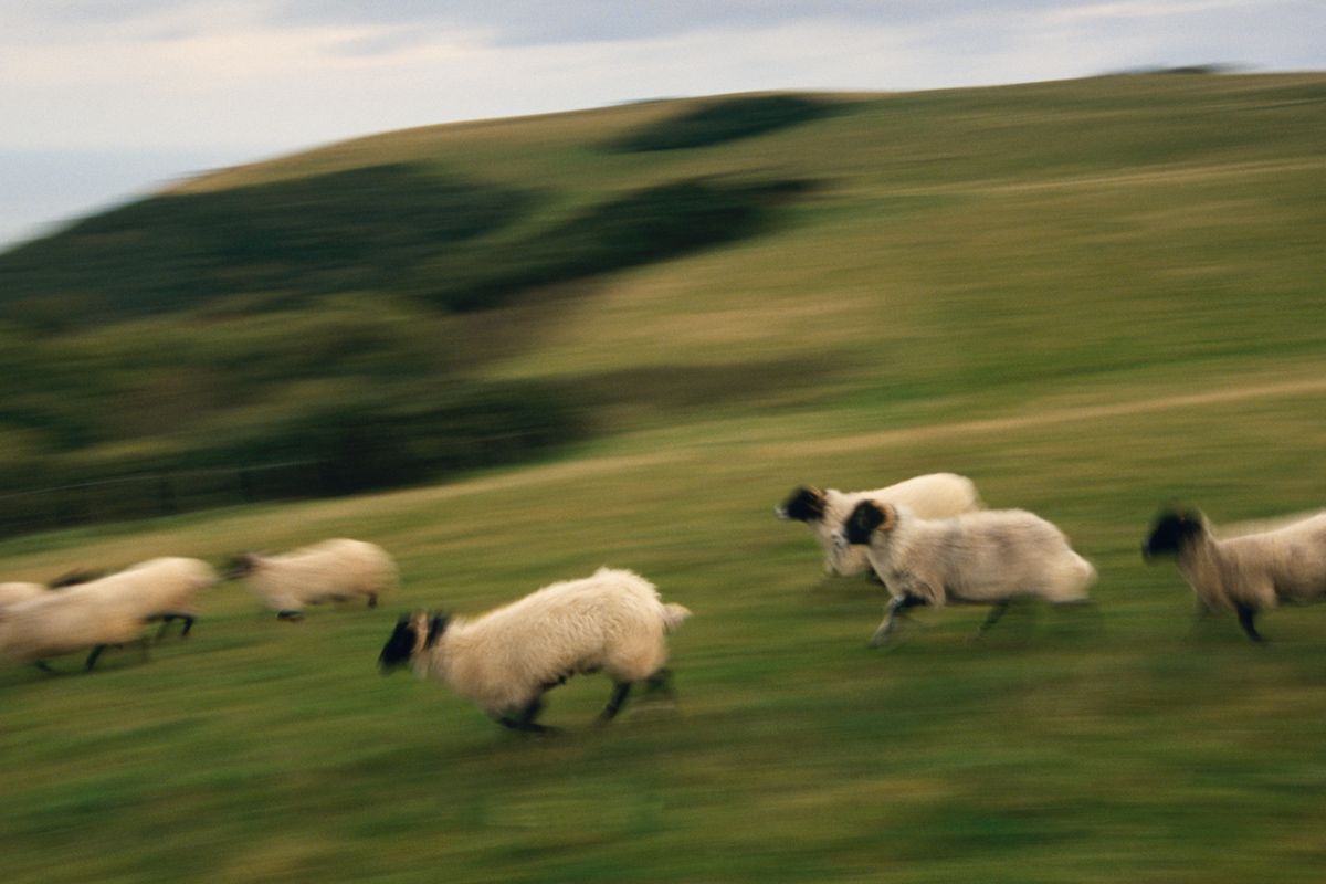 We still don’t know what caused the ‘Great Sheep Panic’ of 1888