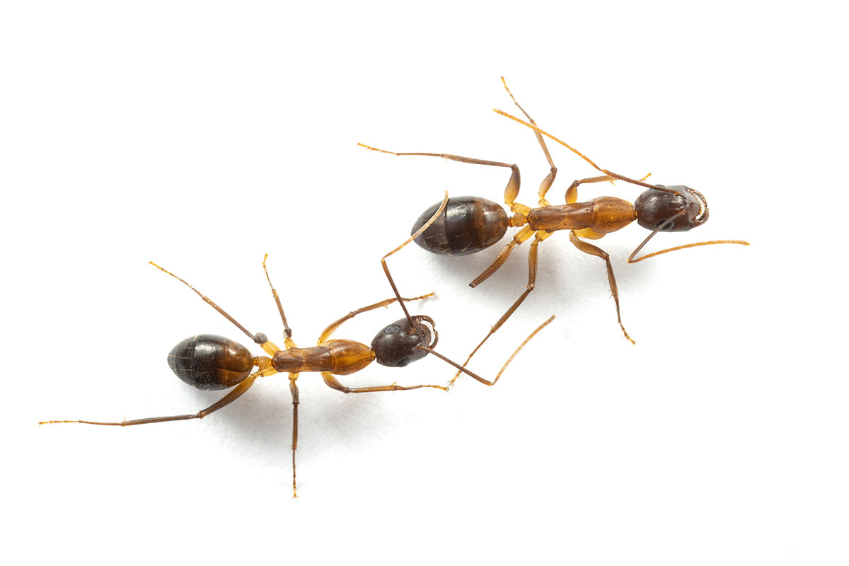 These ants can perform life saving emergency surgery on each other study finds BBC Science Focus Magazine