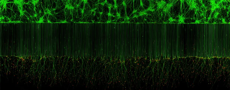green nerve cells