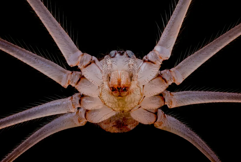 Spider with alien face