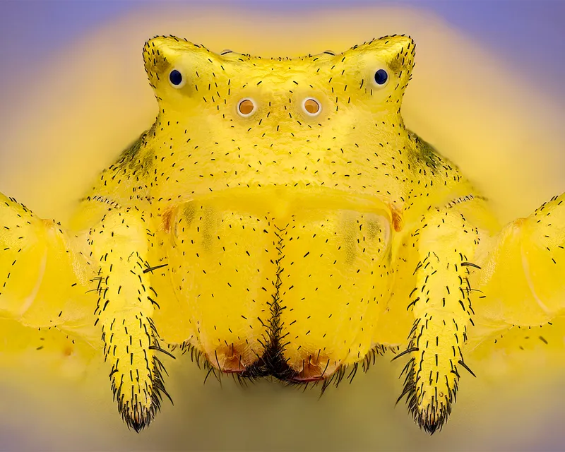 yellow spider face