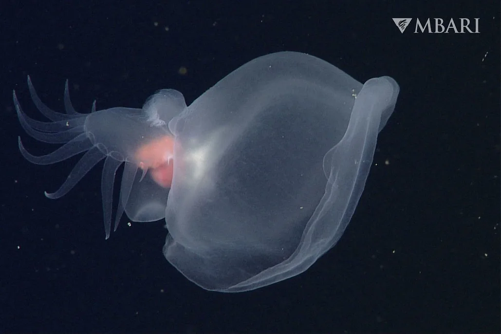 Bizarre Sea Creatures Discovered A Bunch Of Bizarre Deep Sea Creatures