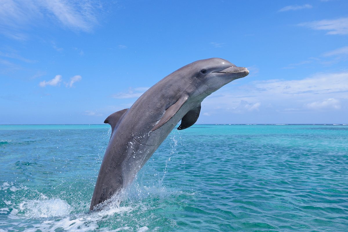 Dolphins and orcas are now using other animals as toys (and hats)