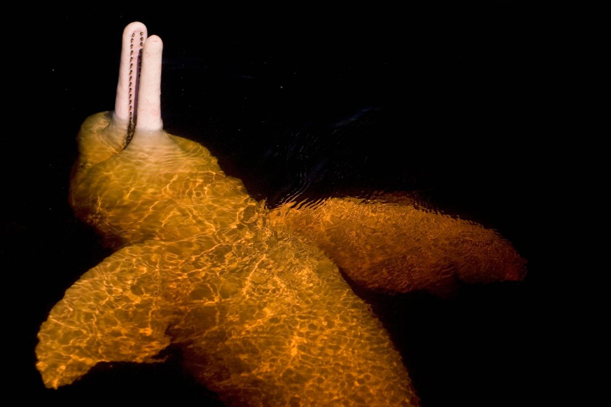 The world's strangest animal pee is stranger than you'd ever guess