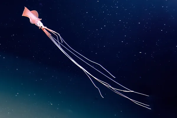 This is our clearest look yet at one of the deep ocean’s rarest animals ...
