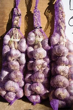 Bunches of garlic bulbs held in purple netting
