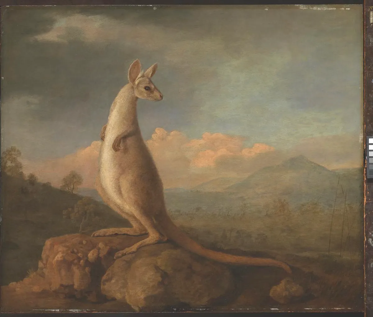 The Kongouro from New Holland (Kangaroo) 1772 by George Stubbs. ZBA5754