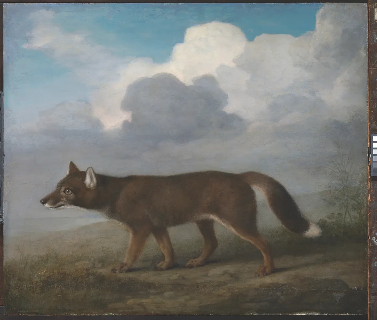 Portrait of a large dog (Dingo) 1772 by George Stubbs. ZBA5755