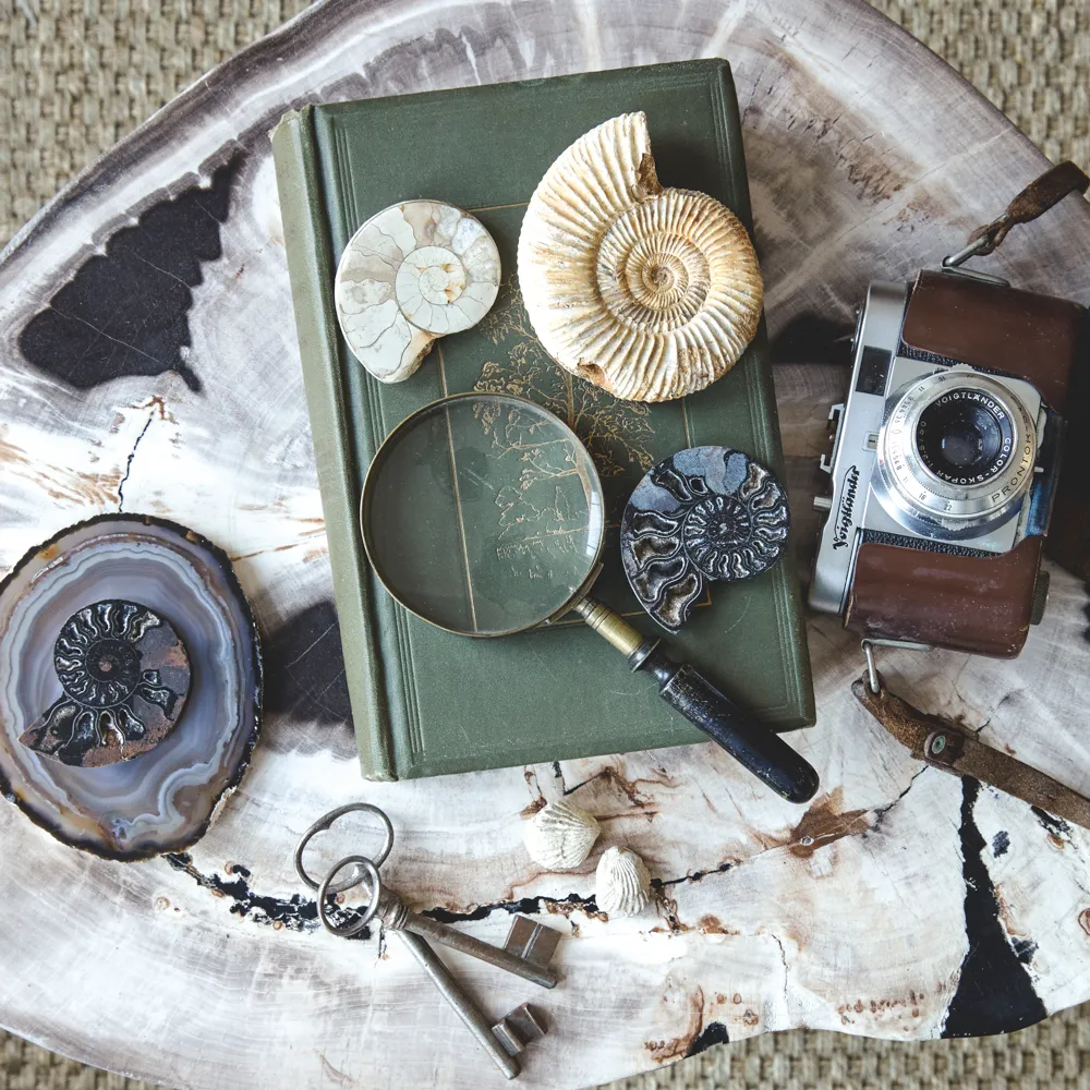 Slices of agate, fossils, vintage books and curios on a petrified wood table