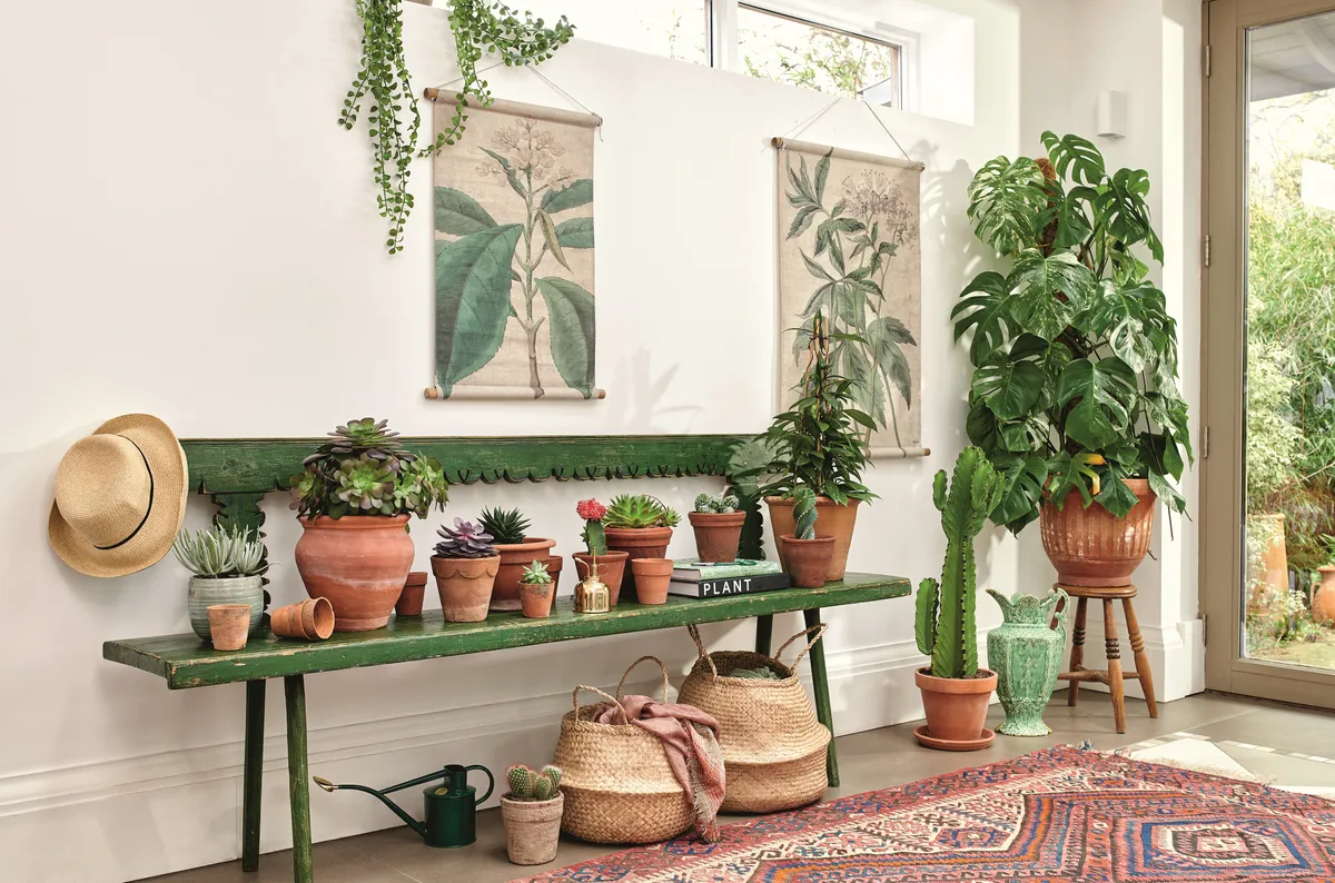 House plants in rustic terracotta pots on an antique green bench.