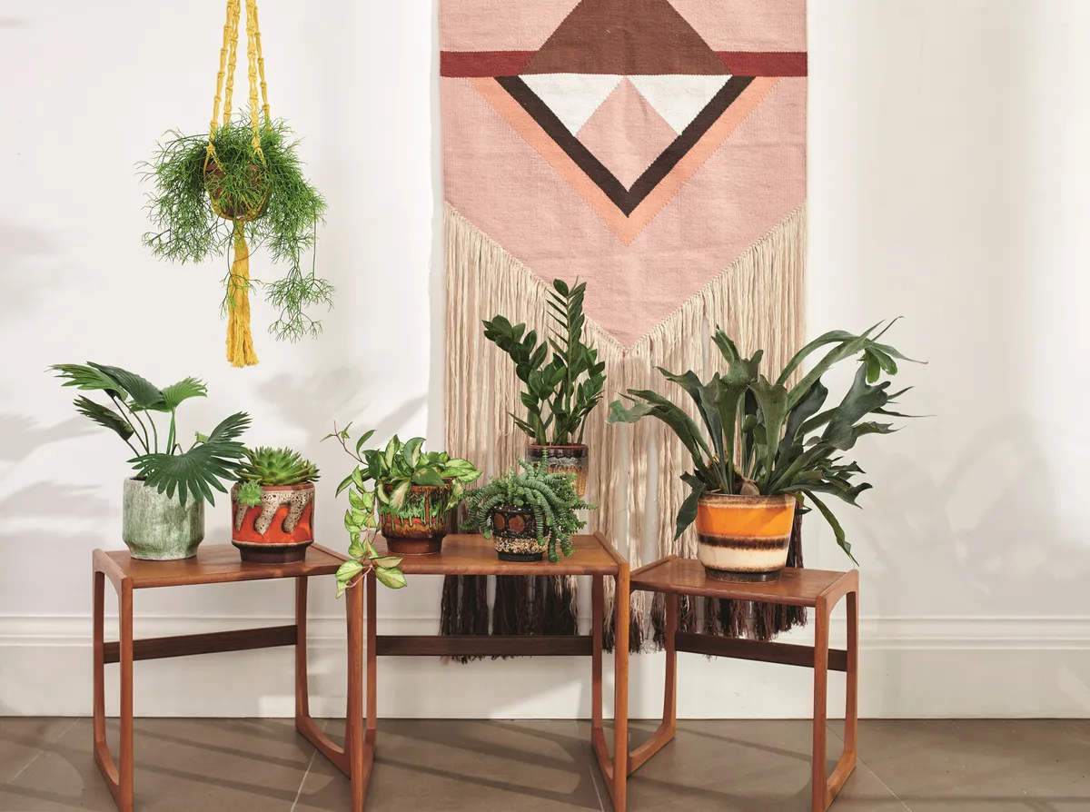 A range of house plants on wicker side tables in front of a large macrame wall hanging.