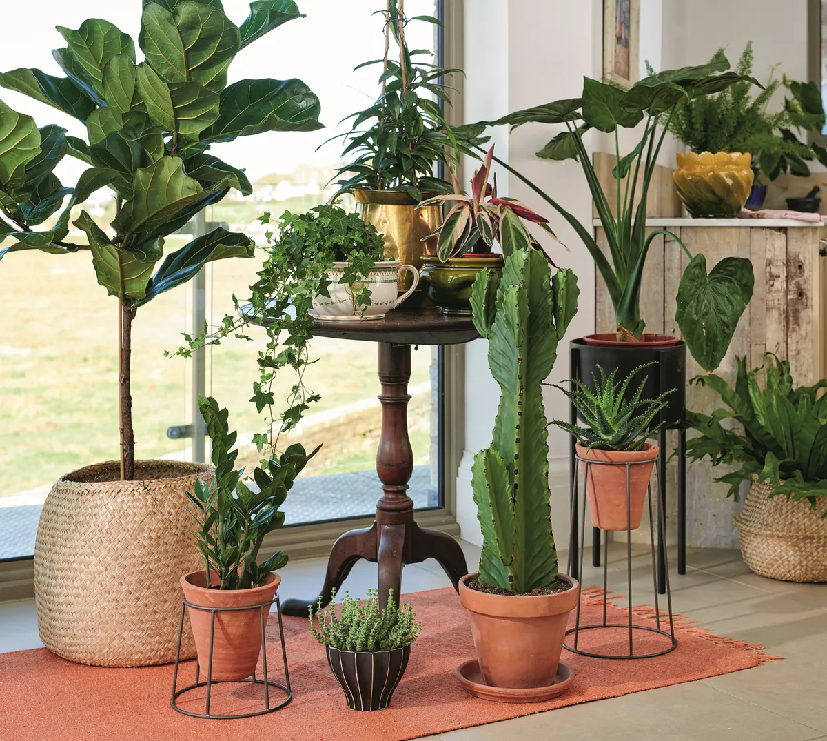 A display of plants, including a fiddle leaf fig, a trailing plant and a cacti, in front of sliding patio doors.
