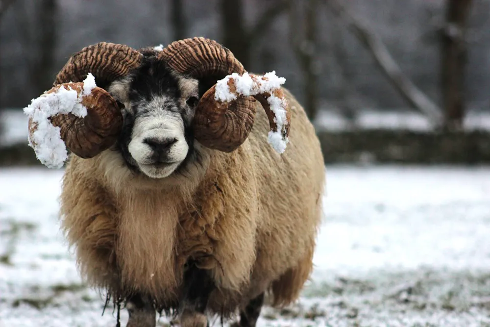 Dalesbred-sheep