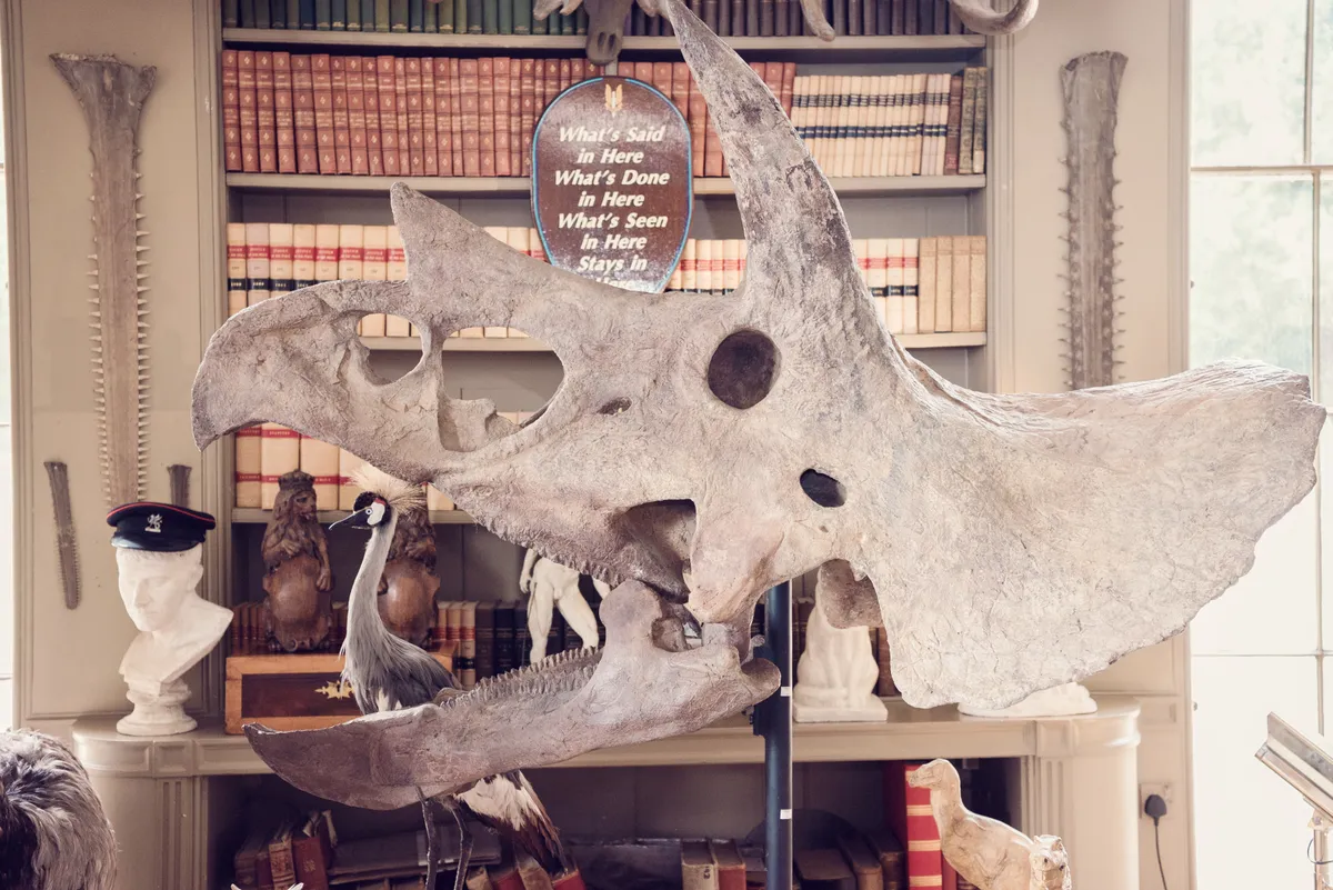 Lot 186 THE SKULL OF A TRICERATOPS HELL CREEK FORMATION, MONTANA £180,000-250,000