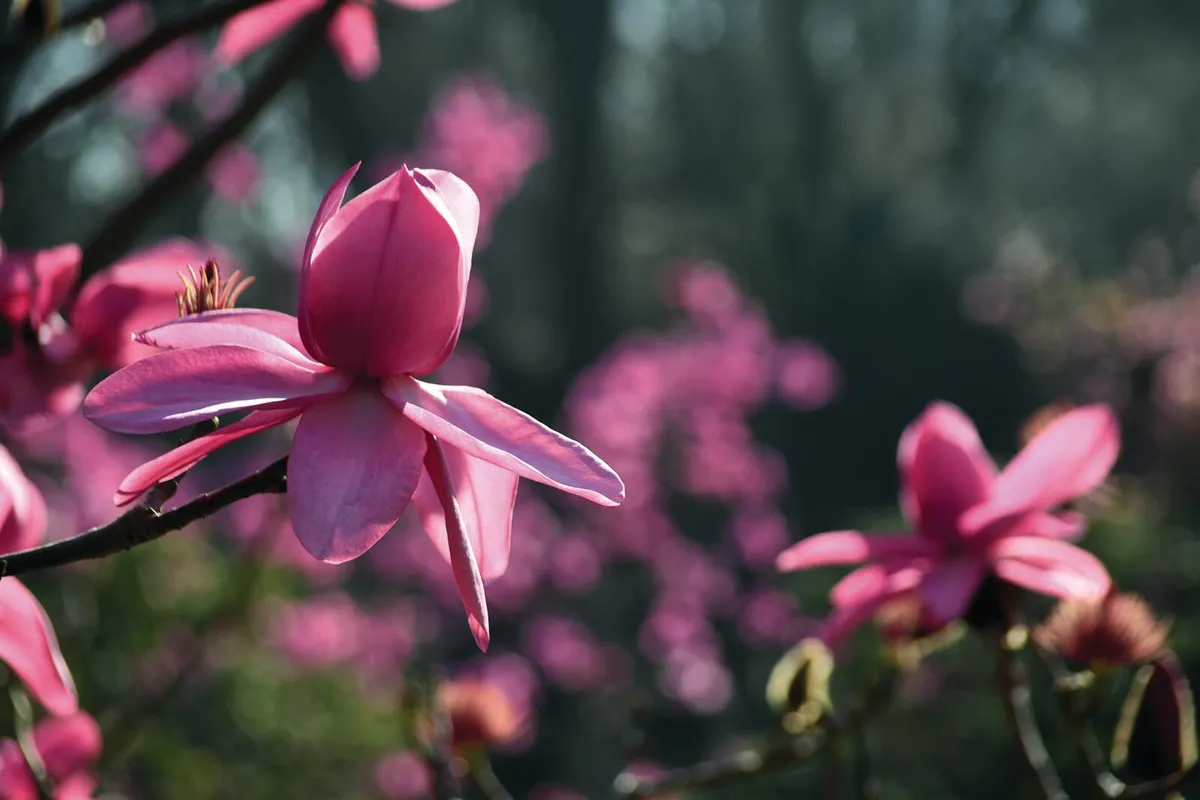 A deep-coloured magnolia at Caerhays_preview