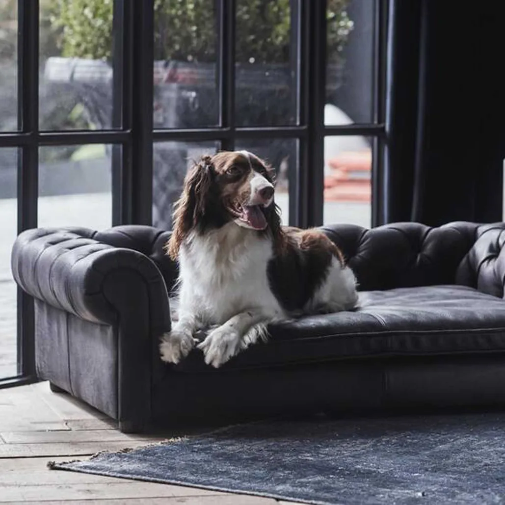 Stylish Dog Sofas To Match Your