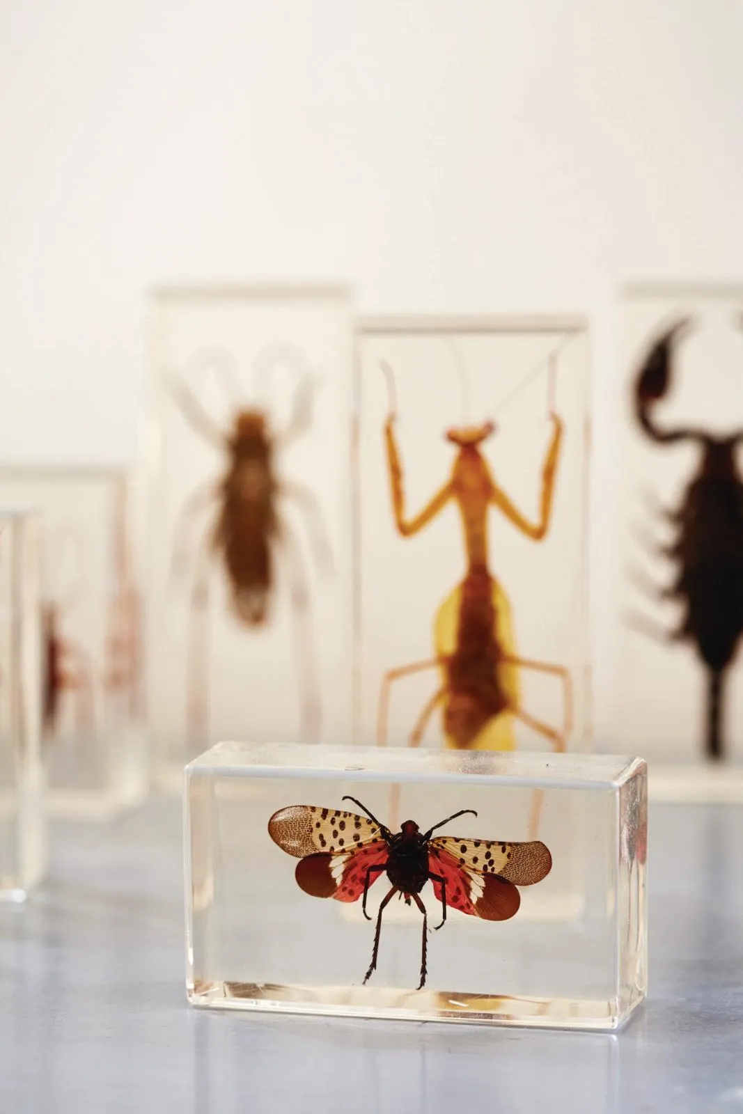 A former shambles Bridport Dorset living room bugs set in resin