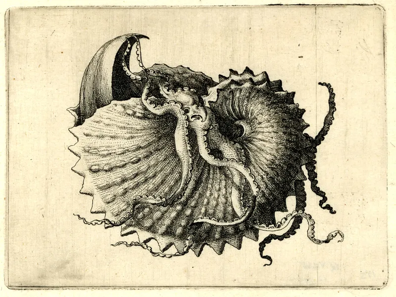 Wenceslaus Hollar
(1607–77), etching
of a paper nautilus
shell, c1646.