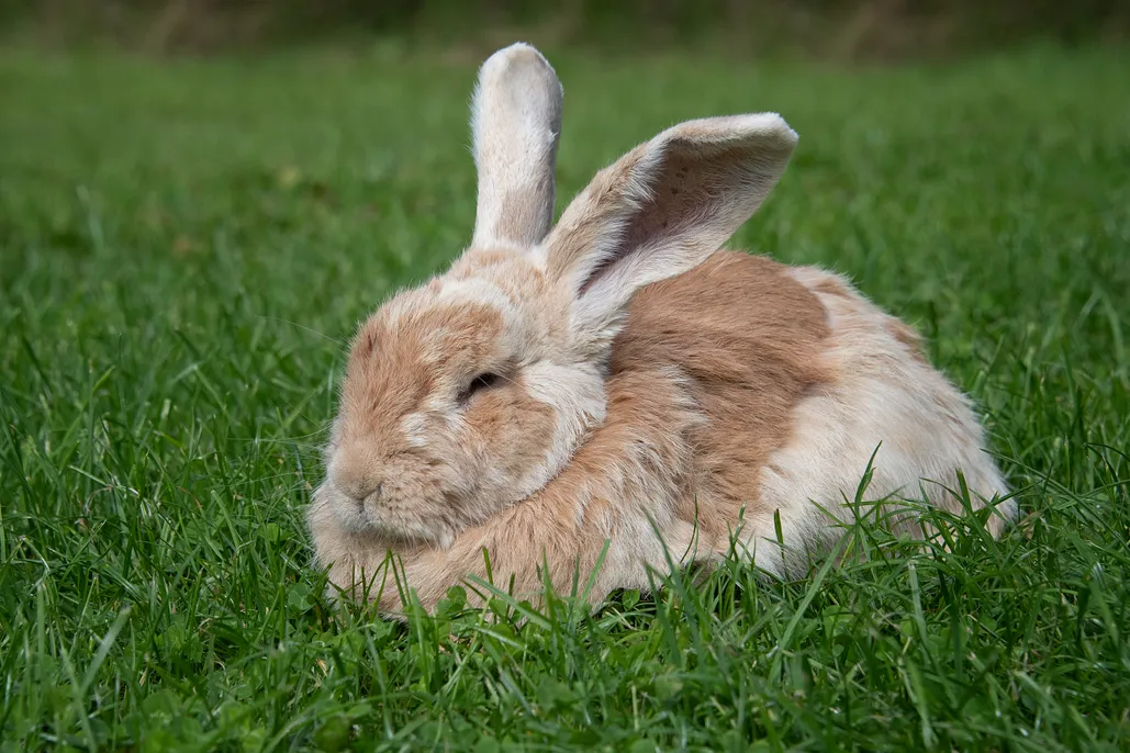 Sleeping bunnies' lyrics - Classical Music