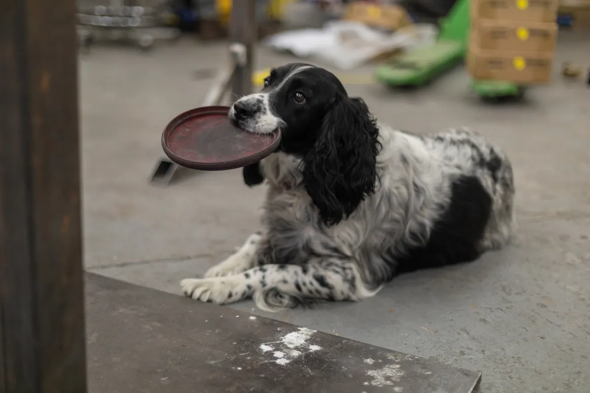 Every good workshop needs a canine mascot. Photo: Jacob Gibbins