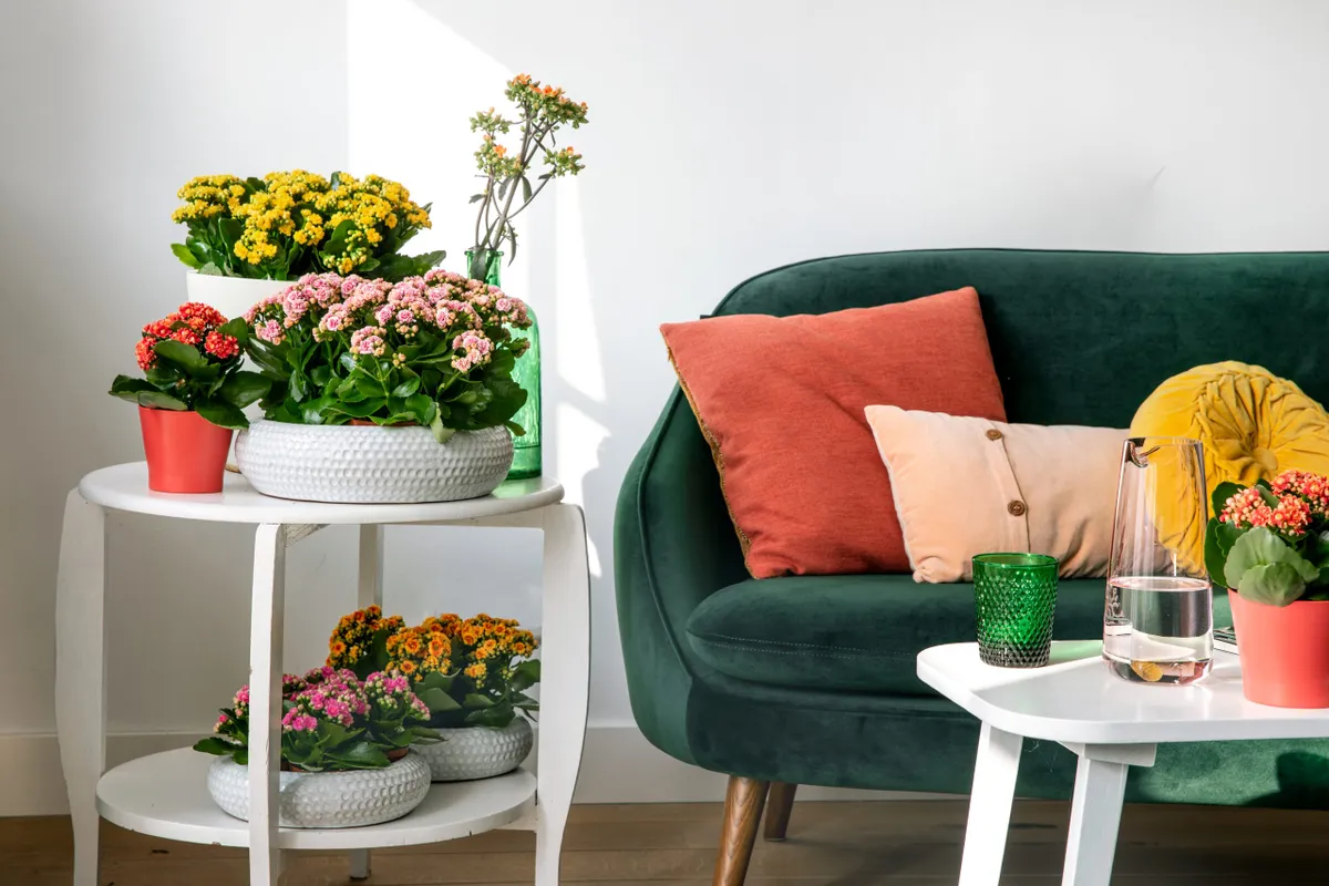 How to style your houseplants