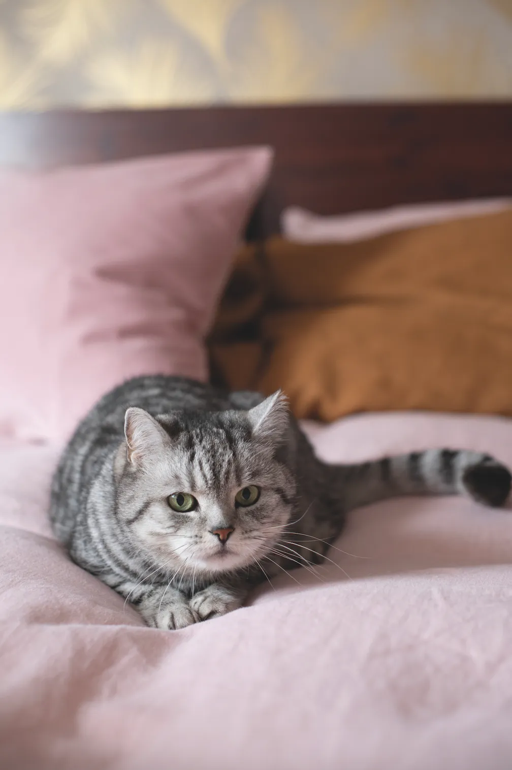 Real home - cat on a pink bed