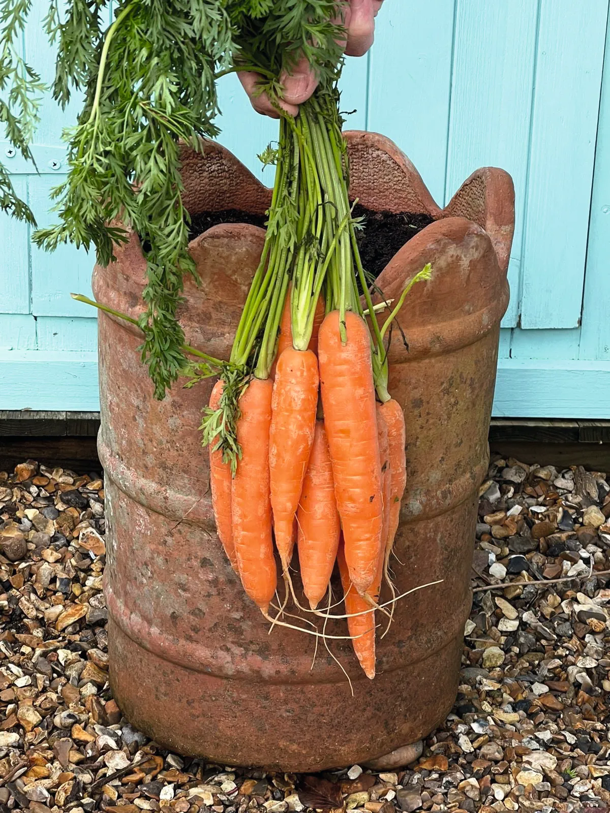 Straight carrots grown in chimney pot