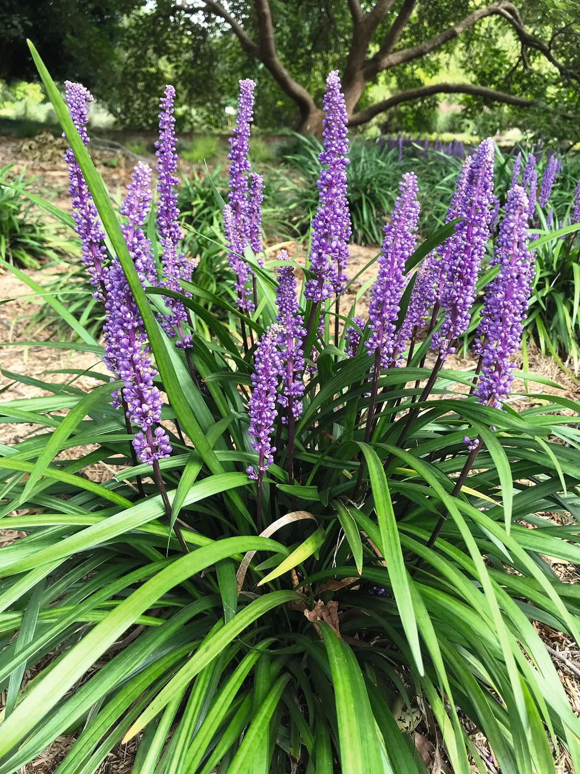 Plant this hardy evergreen perennial, Liriope muscari, for pillars of bluepurple blooms every autumn