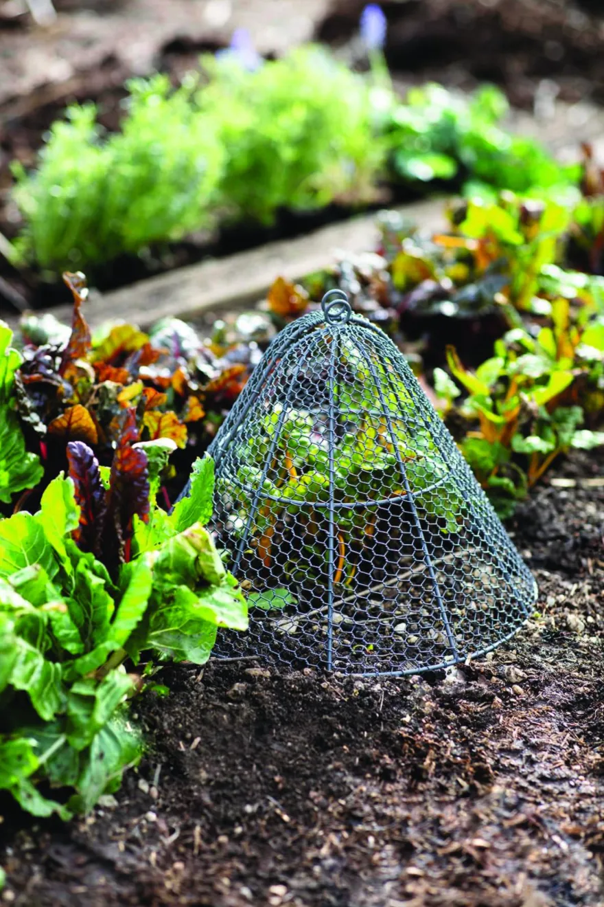Protect home-grown seedlings, plants and vegetables from pests with Garden Trading’s wirework garden cloche, £26