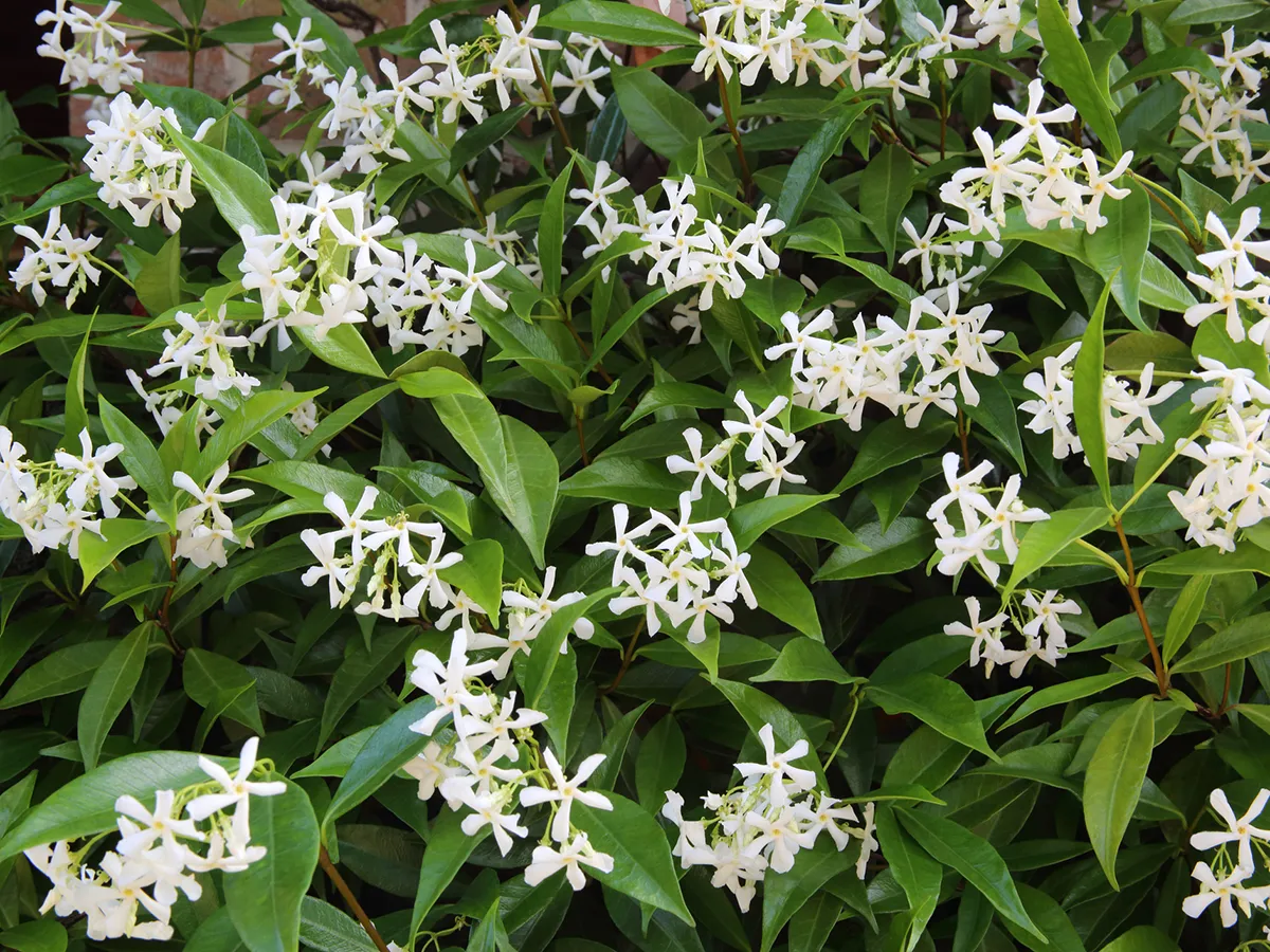 Very fragrant white Star Jasmine, (Trachelospermum jasminoides), in flower, climbing on north facing brick wall of house, in horizontal format. English domestic garden, Surrey, England, UK.