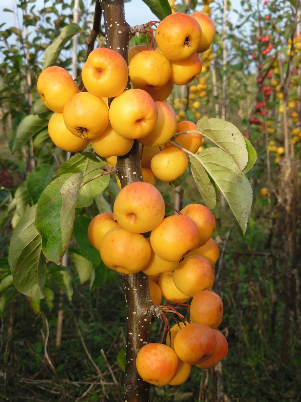 A crab apple tree makes a great addition to a small garden