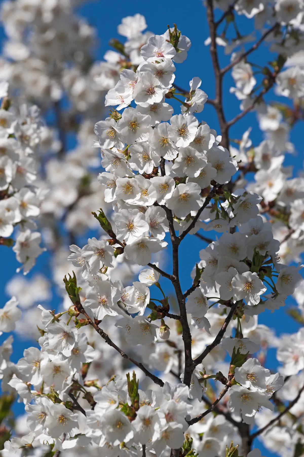 Snow Goose Japanese flowering cherry (Prunus serrulata Snow Goose) Credit: Getty Images
