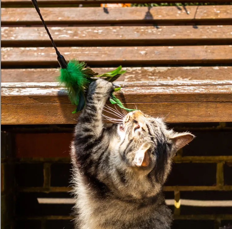 Homemade cat toys: how to make cat toys that will entertain for