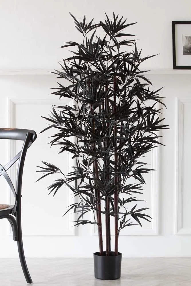 Black bamboo plant