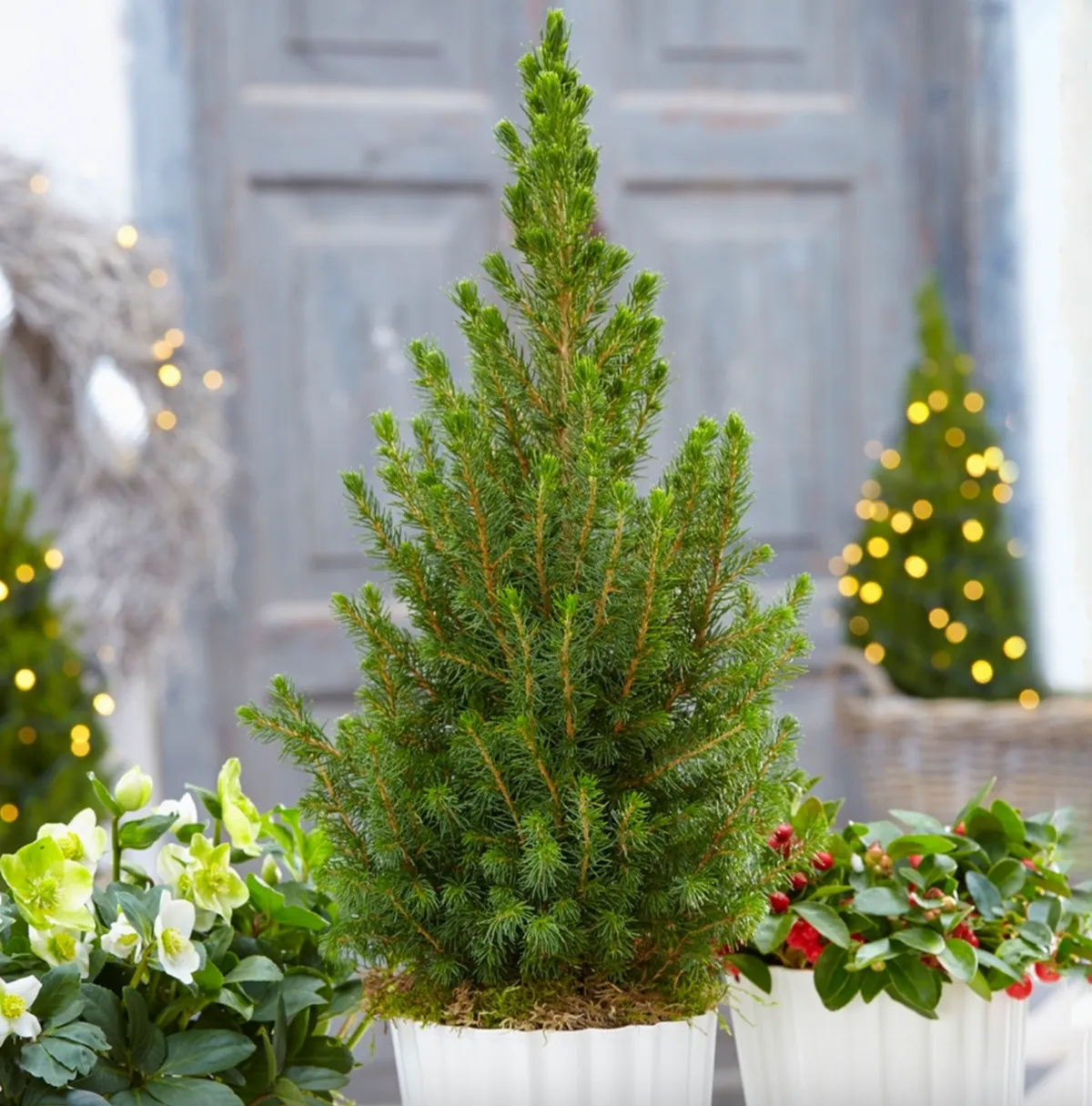  Picea Glauca Conica Real Mini Christmas Tree
