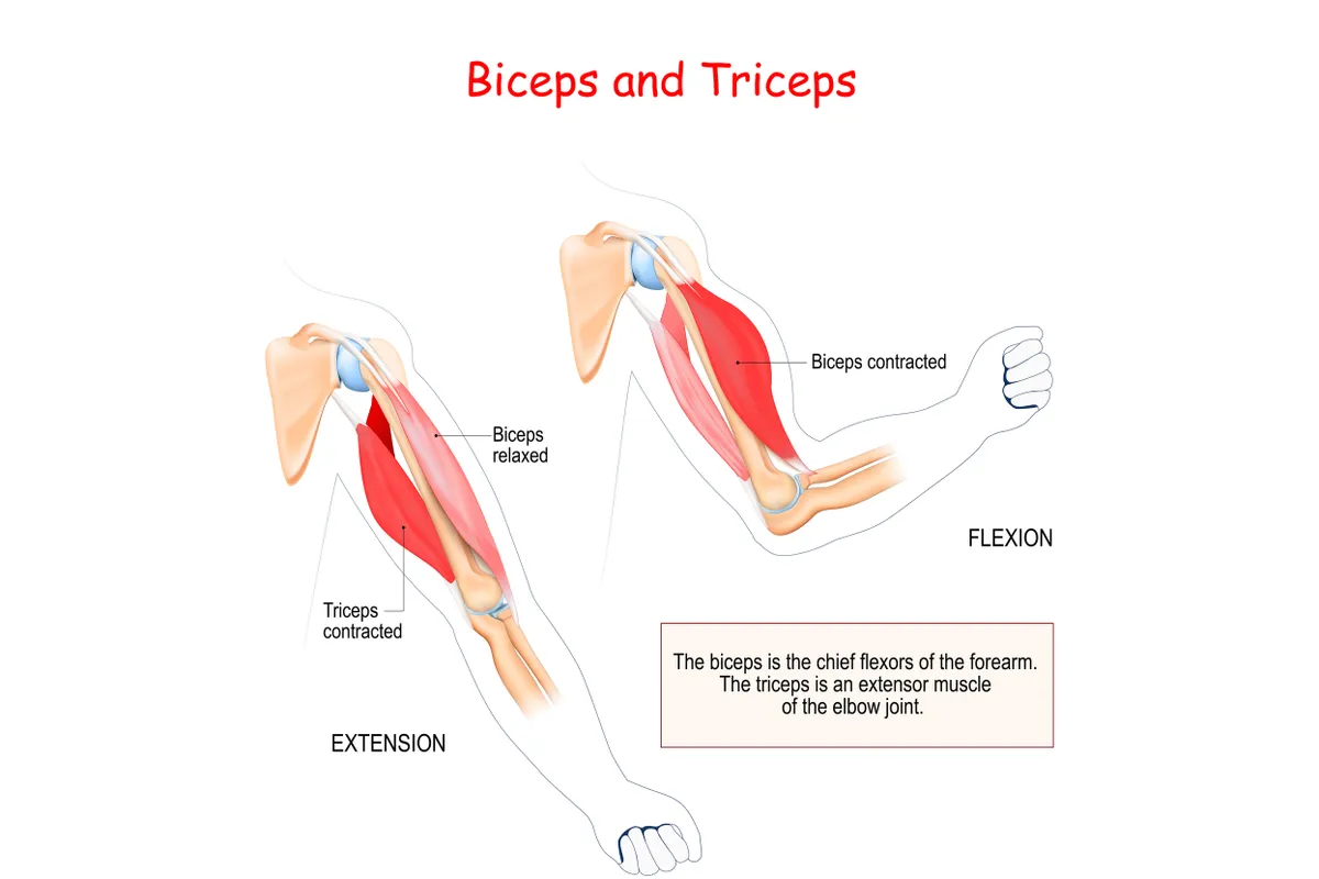 What's the difference between the triceps and the biceps?