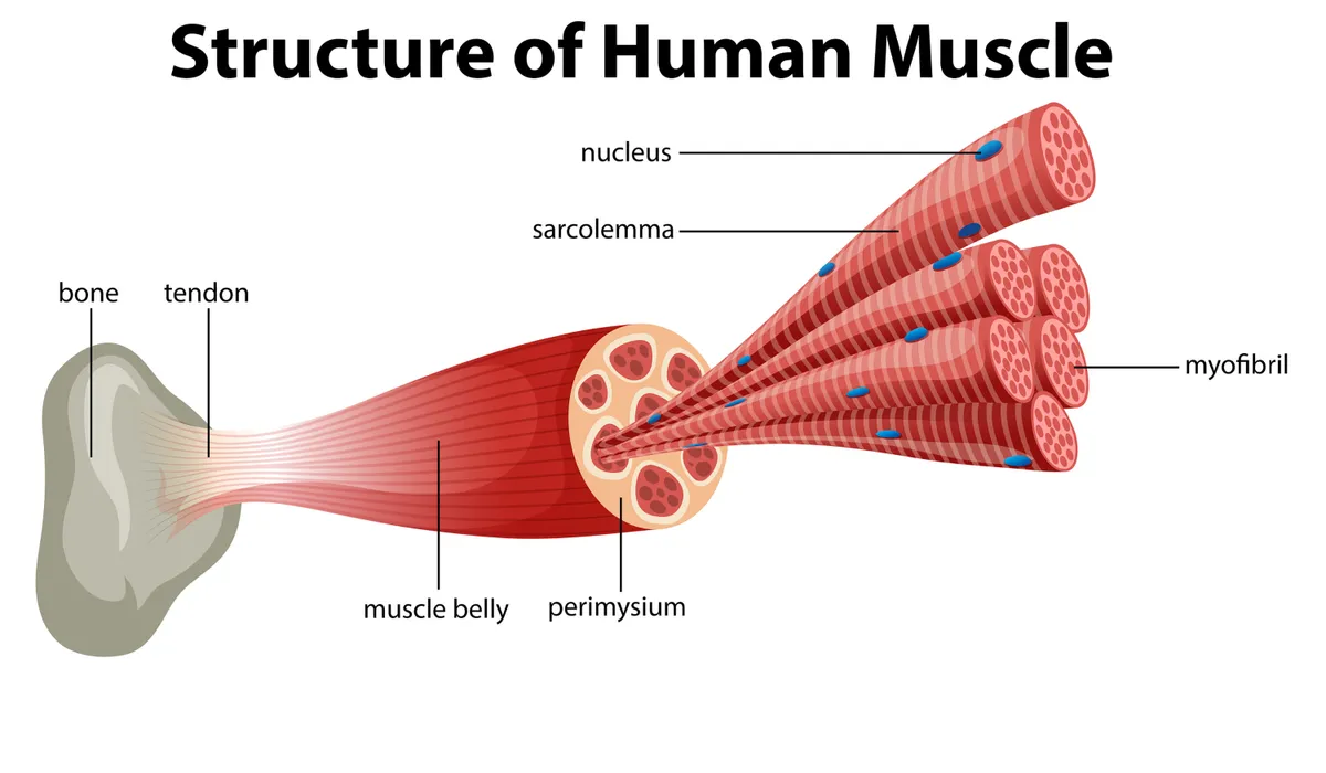 what is the structure of a muscle