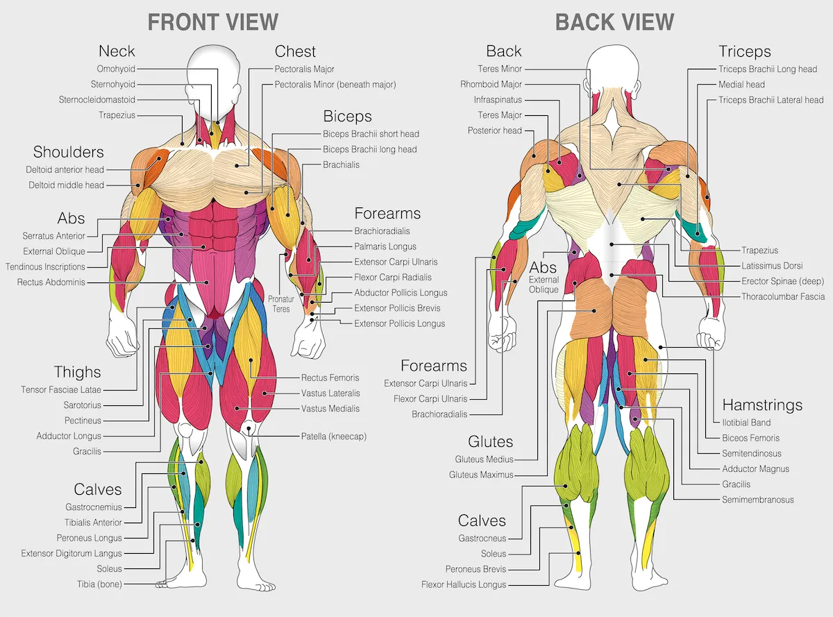 Muscle map of the human body