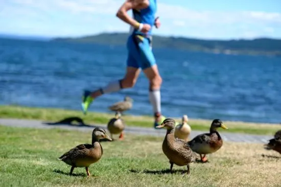 Some ducks watching Ironman New Zealand