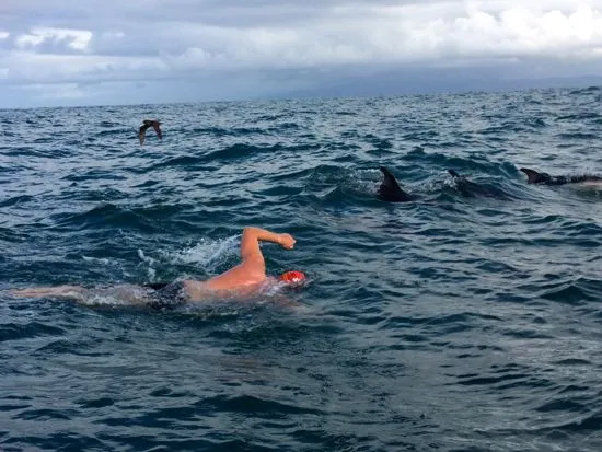 Swimming with dolphins in the Cook Strait