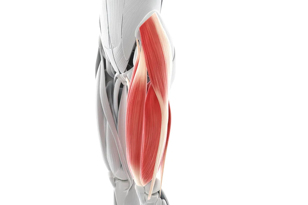 what muscles make up the quadriceps