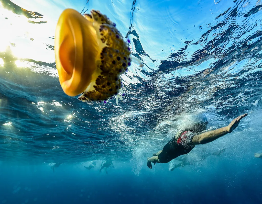 Underwater shot of a swimmer swimming past a large jellyfish at the 2023 men's Ironman World Champs, in Nice, France