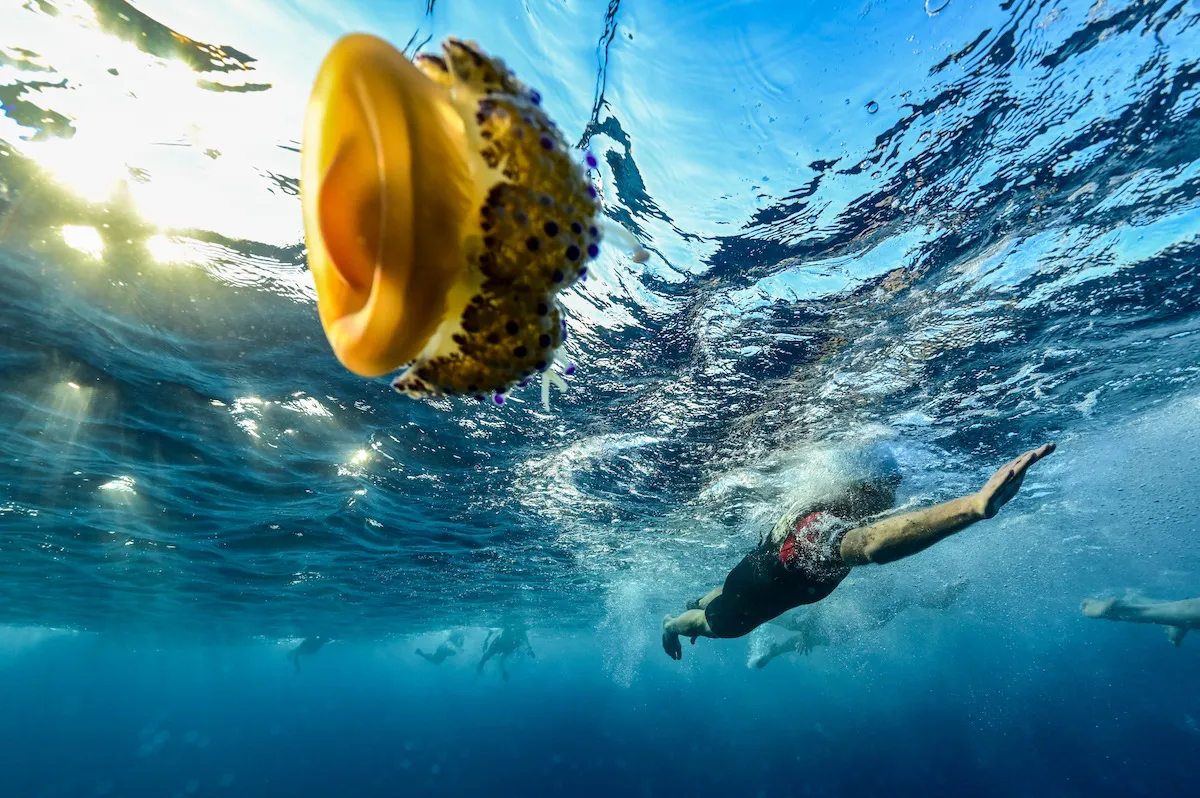 Underwater shot of a swimmer swimming past a large jellyfish at the 2023 men's Ironman World Champs, in Nice, France