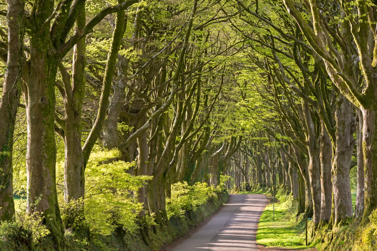 Spring country roads, Bridestowe, Dartmoor National Park, Devon