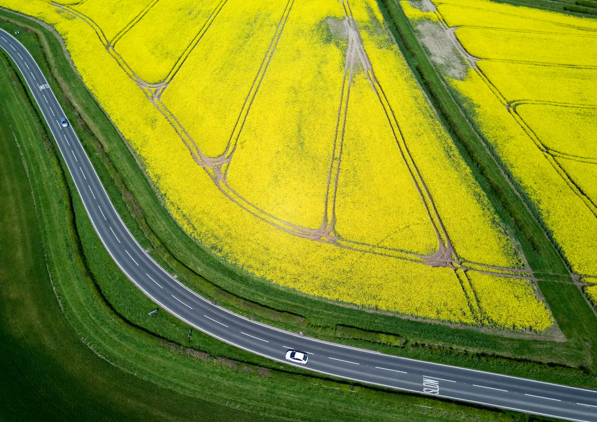 Rapeseed and country road in Warwickshire