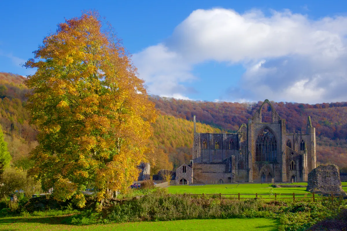 Ruins of Tintern Abbey in autumn with golden horse chestnut tree in foreground and wooded hill behind